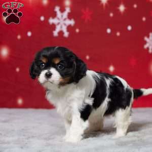 Amber, Cavalier King Charles Spaniel Puppy